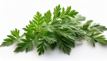 Fototapeta premium artemisia vulgaris l candy wormwood mugwort or artemisia annua department green leaves on white heritage