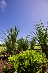 edificios, flores, plantas, verde