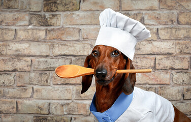 dachshund dog in chef costume 