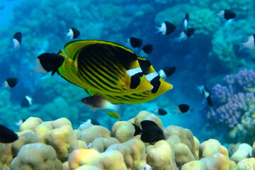Striped butterflyfish or diagonal butterflyfish (Chaetodon fasciatus) undersea, Red Sea, Egypt, Sharm El Sheikh, Montazah Bay