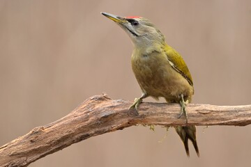 Greyheaded woodpecker Picus canus bird songbird wildlife nature predator cock o the north, beautiful animal mountain finch, animal, bird watching ornithology, flower bud fauna wildlife Europe