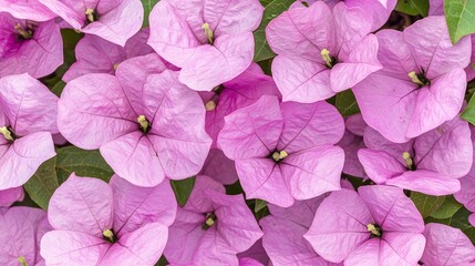 of vibrant pink bougainvillea flowers, highlighting the delicate petals and vivid color. | Bougainvillea 