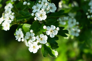 spring blossoming of trees, white flowers on a tree