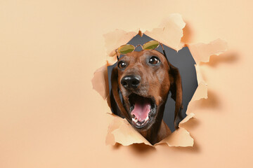dachshund dog peeking out of hole in paper