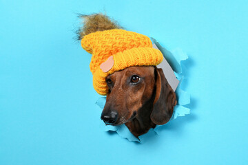a dachshund in a hat peeks out of a hole in paper
