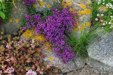 Thyme and stonecrop, rock garden plants, Sedum acre, Thymus praecox in a beautiful combination in...