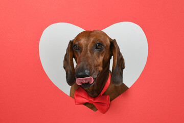 Valentine's Day Card with a Fancy Dachshund