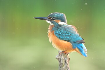 Common kingfisher Alcedo atthis bird songbird wildlife nature predator cock o the north, beautiful animal mountain finch, animal, bird watching ornithology, flower bud fauna wildlife Europe