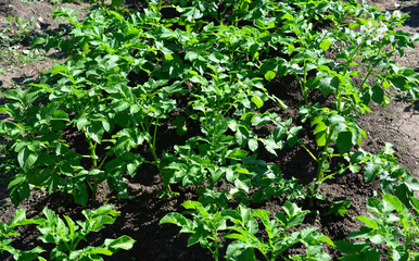 a field of green potato plants close up