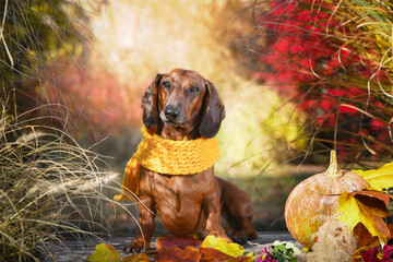 dachshund dog in autumn park