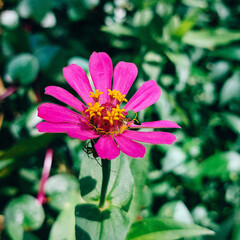 A close-up of a pink gerbera daisy.