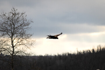 Marsh harrier (Circus aeruginosus) searching for prey. Ornithology. Bird, animal idea concept. Western marsh harrier. Silhouette. 