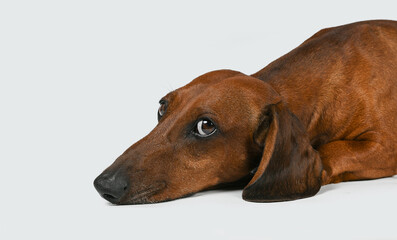 dachshund dog portrait