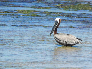 Pelican on the shore