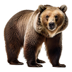 A large, imposing brown bear standing on a transparent background.