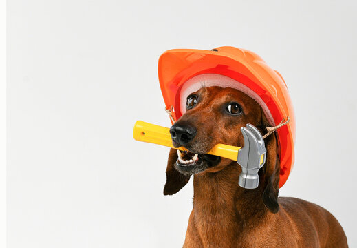 dachshund dog in a builder's helmet