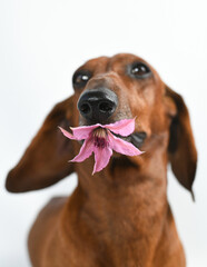 portrait of a dachshund with a flower