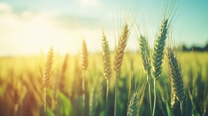 Fototapeta premium Golden Wheat Field Basking In Sunset Light