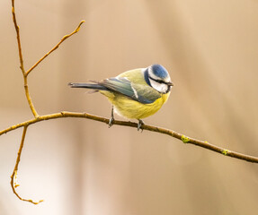 portrait d'une très jolie mésange bleu en hiver, cherchant sa nourriture, dans un bokeh naturel