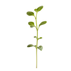 Fototapeta premium Light green sprouting seedling, minimalist design, isolated on white
