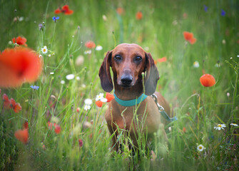 dachshund in a field with poppies