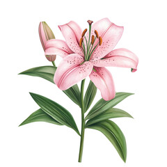 Naklejka premium Pink lily in bloom, digital illustration, isolated on white