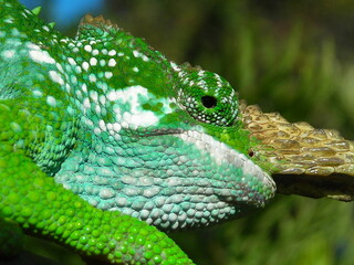 Camouflage