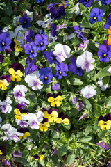Beautiful Wild Pansy (viola tricolor) flowers.
