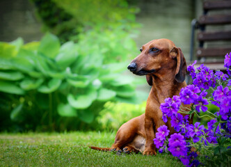 dachshund dog in a garden