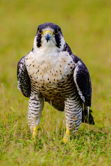 Close shot of The Fastest bird, Peregrine Falcon from Tamilnadu, India