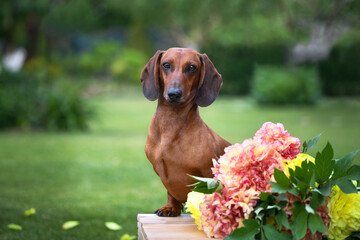 dachshund dog in a garden