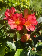 red flowers in the garden