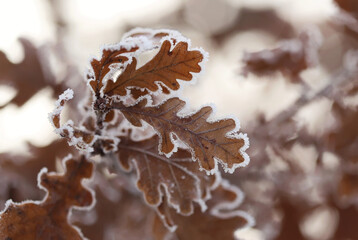 Brown leaves in winter close up