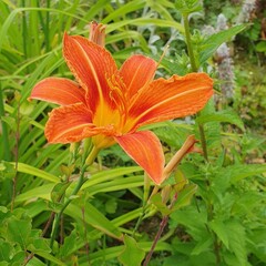 The flower of the tawny daylily