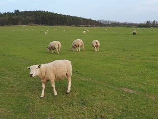 A flock of sheep on a spring pasture