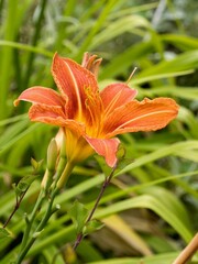 The flower of the tawny daylily