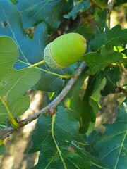 Acorn of the pedunculate oak on a twig with leaves.