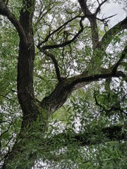 The crown of an old willow tree, close up, against thecloudy  sky.