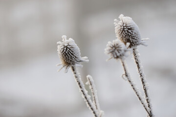 Frozen wild teasel (Dipsacus sylvestris) close up