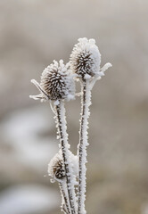 Frozen wild teasel (Dipsacus sylvestris) close up