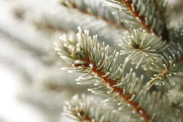 Green pine branches in winter
