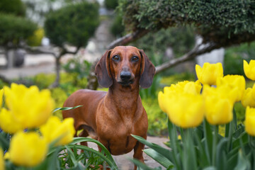 a dachshund dog stands near yellow tulips