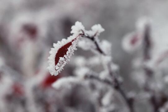 Snow covered red leaf close up