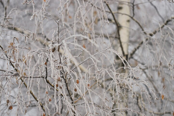 Birch tree in the snow