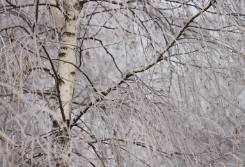 Birch tree in the snow