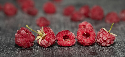 Banner with several red frozen raspberries in the foreground. The fruits are covered in frost. Other raspberries in the background.