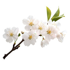 cherry tree blossom