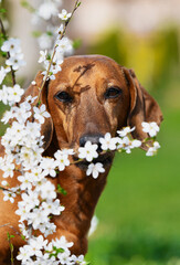 portrait of a dachshund dog near flowers