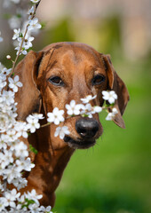 portrait of a dog with flowers