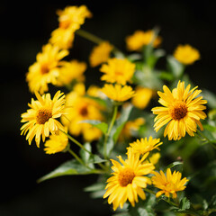 yellow flowers in the garden